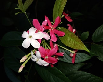 Rangoon Creeper/Madhumalti Plant - Medium