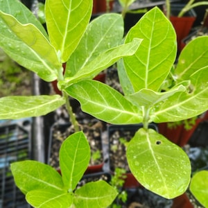 Giant Milkweed Plant (Calotropis gigantea)