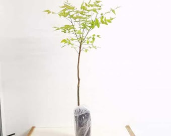 Neem Tree