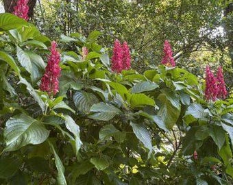 Brazilian red cloak, well-rooted cutting