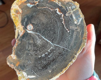 Large Black Petrified Wood Limb Slice - Old Stock Utah