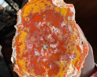 Vibrant Red and Yellow Henry Mtn Utah Petrified Wood Slice - RARE