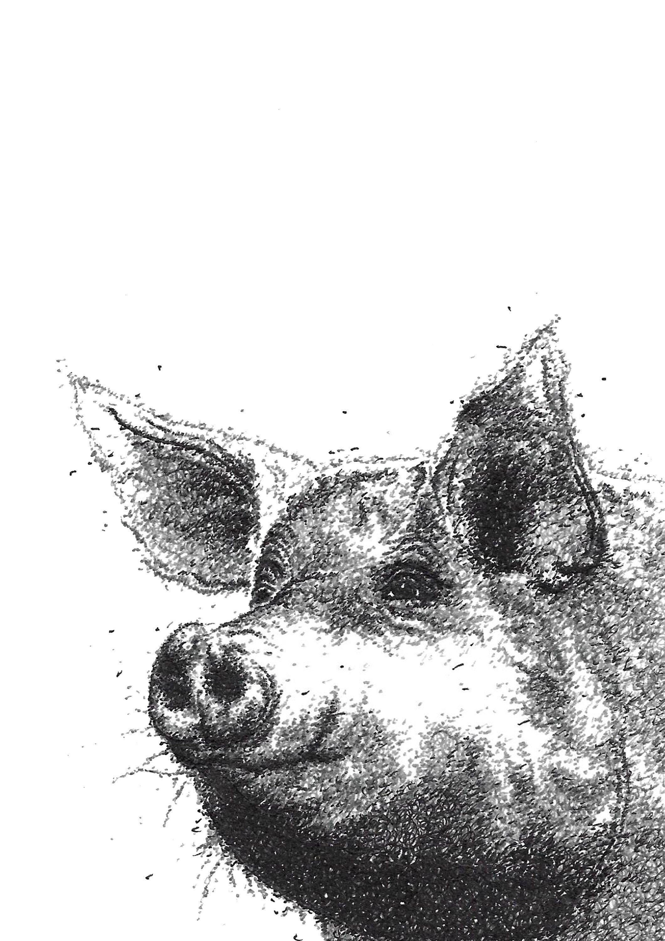 Pig Animal PRINT Pen Drawing Pen Illustration Pig Artwork Animal