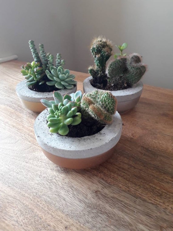 Rustic Metallic Dipped Succulent Cacti Bowl Etsy