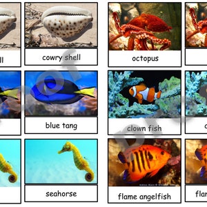 Coral Reef Safari Toob Montessori Tarjetas de 3 partes - Coral Reef Toob - Archivo PDF Montessori Ocean