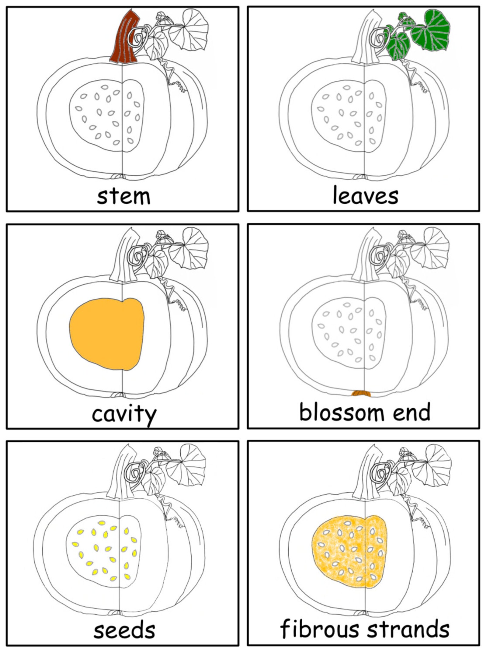Parts of a Pumpkin PDF Diagram, 3-part Cards and Coloring