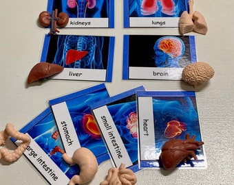 Human Organs Safari Toob Montessori matching activity--Montessori early learning material--Human Body, Anatomy