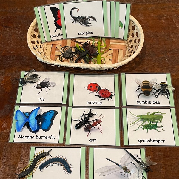 Insects Matching Activity--Montessori Toddler--Card to Object Matching-- Safari LTD Insects Toob