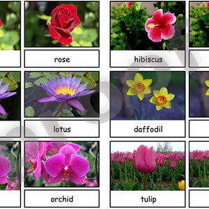 Flowers Safari Toob Montessori 3-part cards PDF file