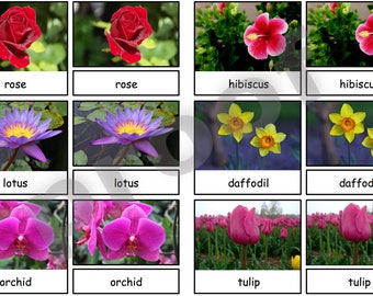 Flowers Safari Toob Montessori 3-part cards PDF file