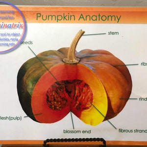 Parts of a Pumpkin PDF Diagram 3-part cards and coloring | Etsy