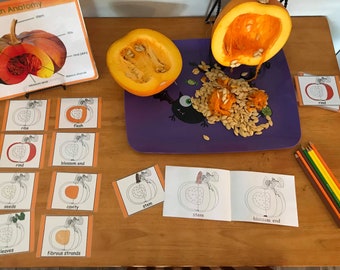 Parts of a Pumpkin PDF Diagram, 3-part cards and coloring booklet--Pumpkin Anatomy--Montessori Autumn