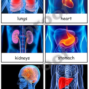 Human Organs Safari Toob Montessori 3-part cards PDF file--Human Anatomy