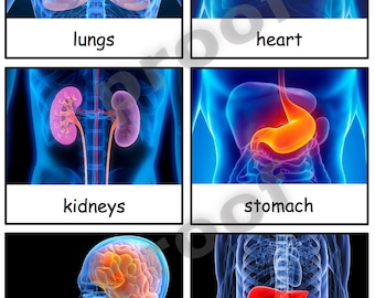 Human Organs Safari Toob Montessori 3-part cards PDF file--Human Anatomy