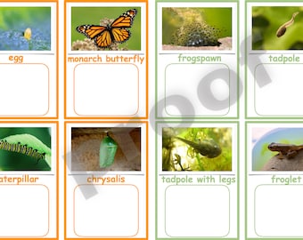 Life Cycle Match bundle--Montessori Life Cycles--Safariology--Safari Toob PDF file