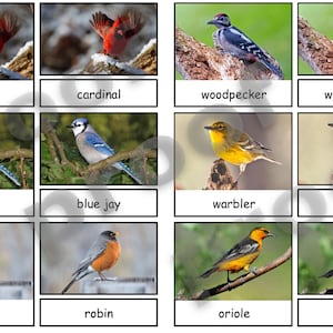 Backyard Birds Safari Toob - Cartões Montessori de 3 partes Arquivo PDF - Montessori Matching - Backyard Birds Toob