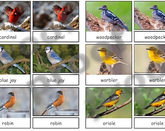 Backyard Birds Safari Toob - Montessori 3-part cards PDF file - Montessori Matching - Backyard Birds Toob