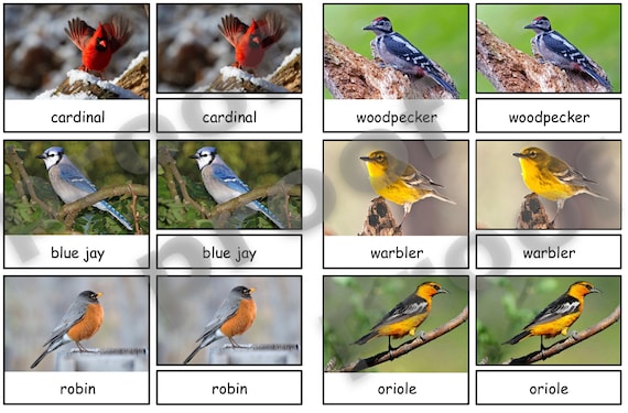 Backyard Birds Montessori 3-part cards Montessori Matching