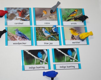 Könnte beinhalten: Ein Satz von neun Lernkarten mit verschiedenen Vogelarten, jede mit einem farbenfrohen Bild und dem Namen des Vogels darunter. Die Karten sind in einem Raster auf einer weißen Oberfläche angeordnet. Die Namen der Vögel sind: Kardinal, Rotkehlchen, Oriole, Specht, Blauhäher, Grasmücke, Indigo-Sperling, Indigo-Sperling.