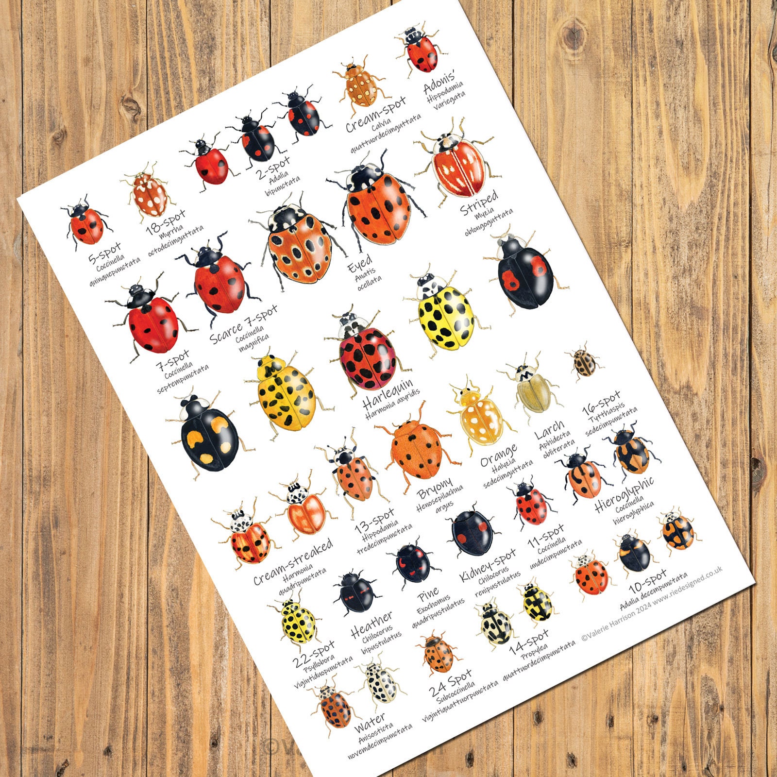 ladybirdページ British Ladybirds A6 Chart, Insects Card, Pocket Bug Postcard