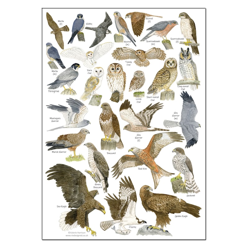 British Birds of Prey & Owls A4 Identification Chart Wildlife | Etsy