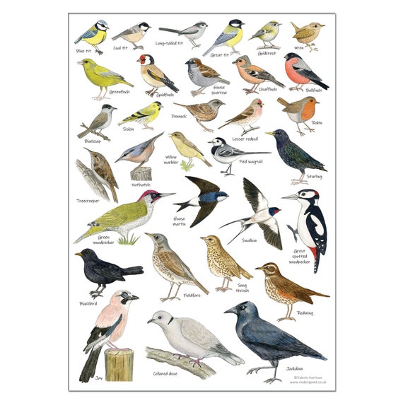 British Birds Identification Chart Wildlife Poster