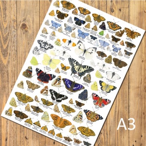 May include: A white poster featuring a detailed collection of various butterfly species illustrated in colour, each labelled with its common name in English and Latin. The butterflies are arranged across the page, showcasing diverse wing patterns, colours, and sizes.