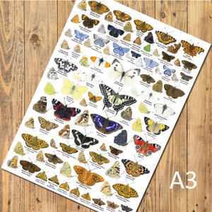 British Butterflies A3 Identification Poster, Insect Chart, Bugs Art Print, Minibeasts, Insects, Butterfly, Wildlife, Nature