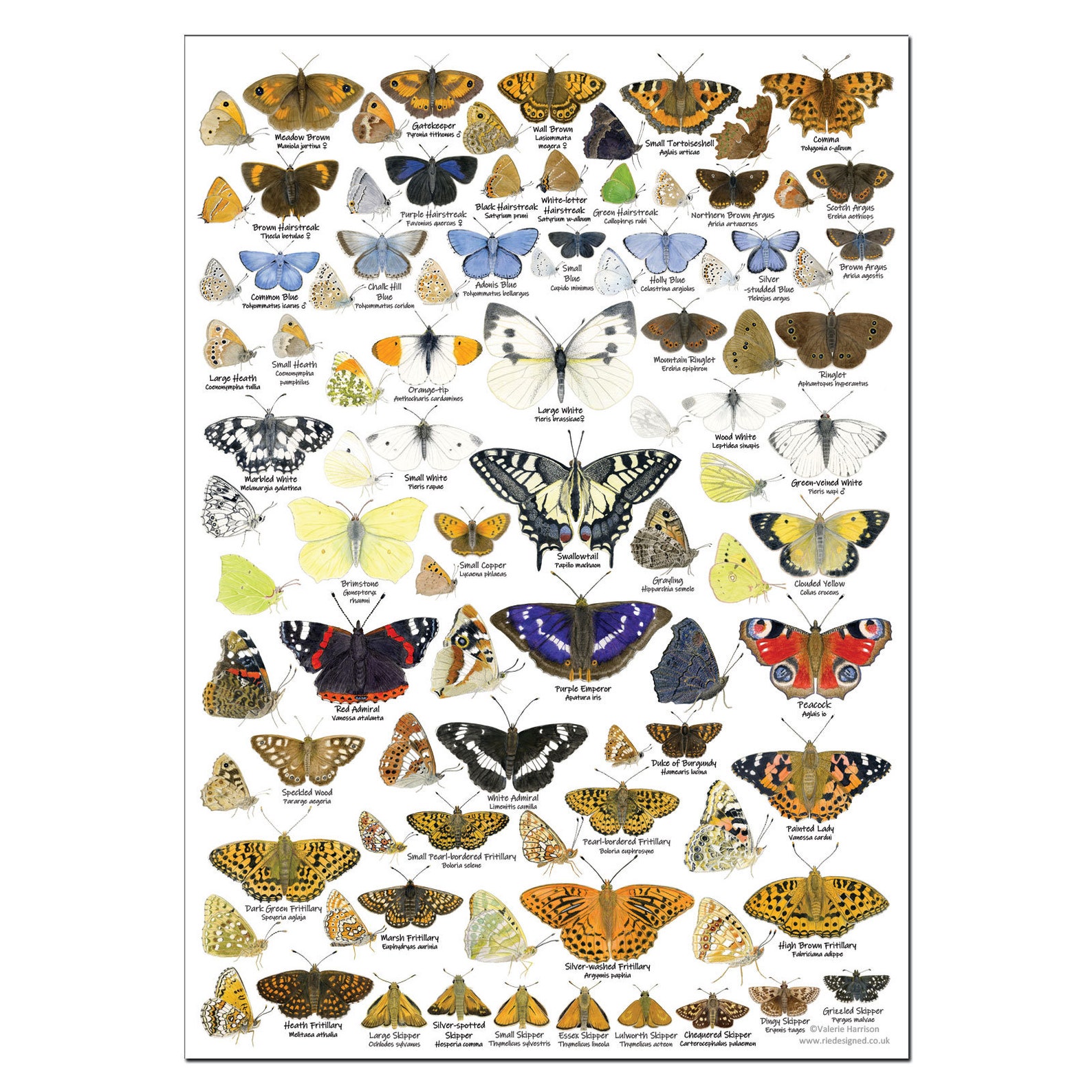 British Butterflies A3 Identification Poster Insect Chart Etsy UK