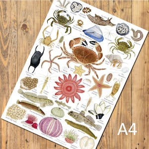 May include: A4 print showcasing detailed watercolour illustrations of marine creatures, including crabs, starfish, and fish. The print features labels identifying each species, such as "Edible Sea Urchin" and "Common Starfish". The print is on a white background.