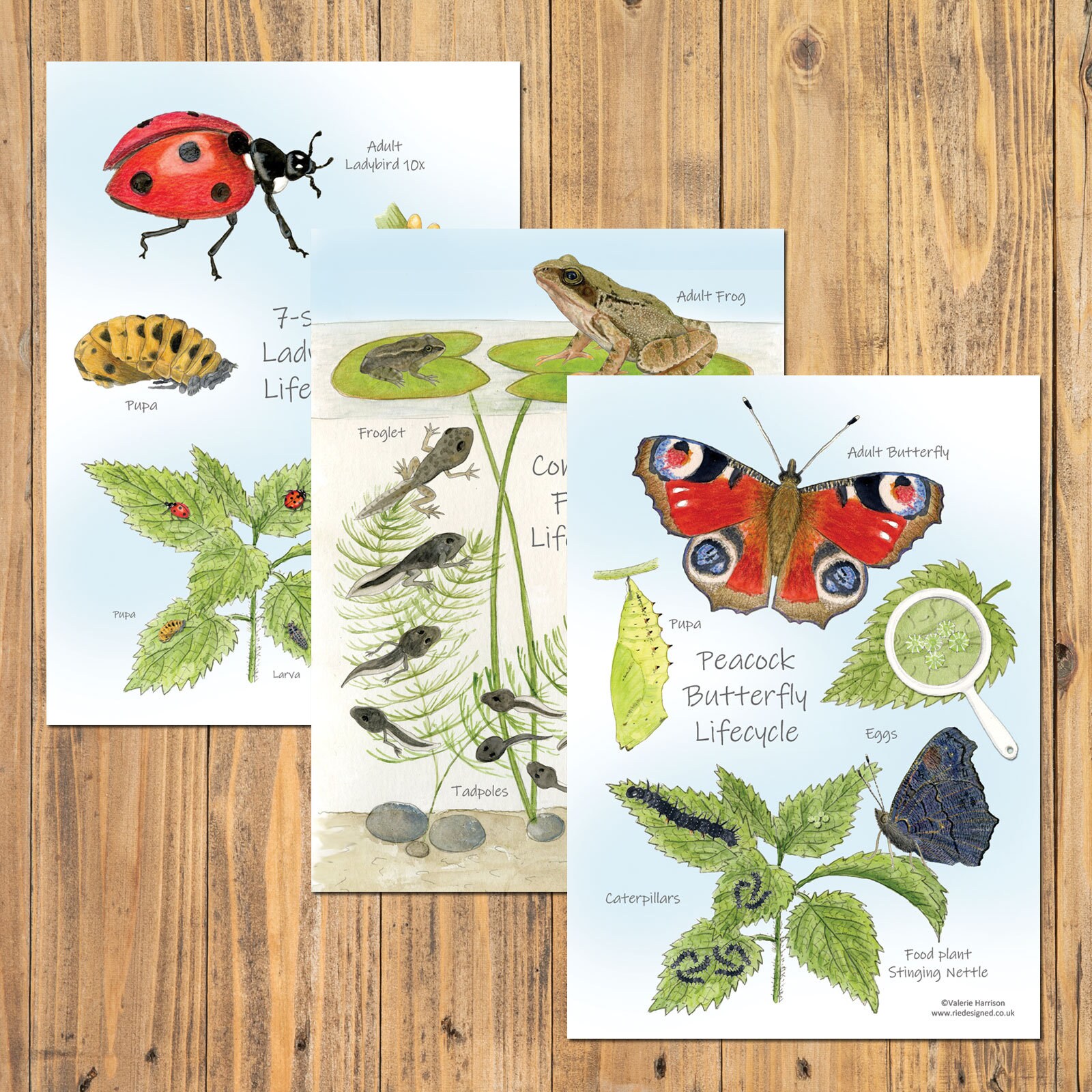 Common Frog Lifecycle A5 Chart Educational Card Amphibian Etsy UK