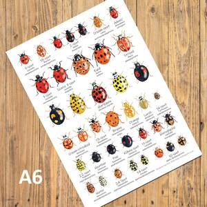 May include: An A6 print displaying detailed illustrations of different ladybug species. The print features a variety of ladybugs, each with unique spot patterns and scientific names. The ladybugs are depicted in vibrant colours, including red, orange, and yellow.