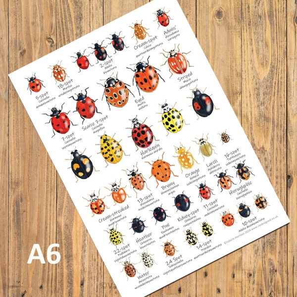 British Ladybirds A6 Chart, Insects Card, Pocket Bug Postcard, Invertebrates Identification Chart, Wildlife, Nature, Art Print