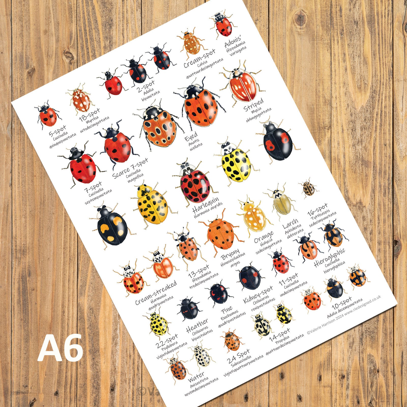 ladybirdページ British Ladybirds A6 Chart, Insects Card, Pocket Bug Postcard