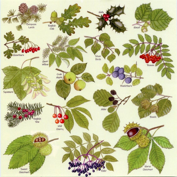 Fruit Tree Identification Uk By Picture
