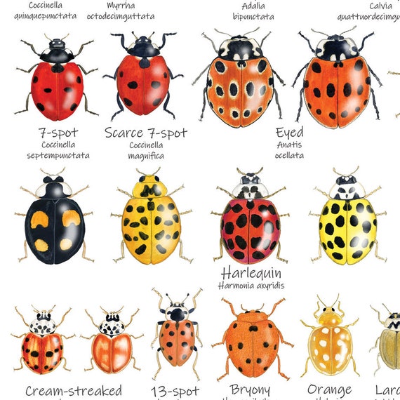 British Ladybirds A6 Chart, Insects Card, Pocket Bug Postcard
