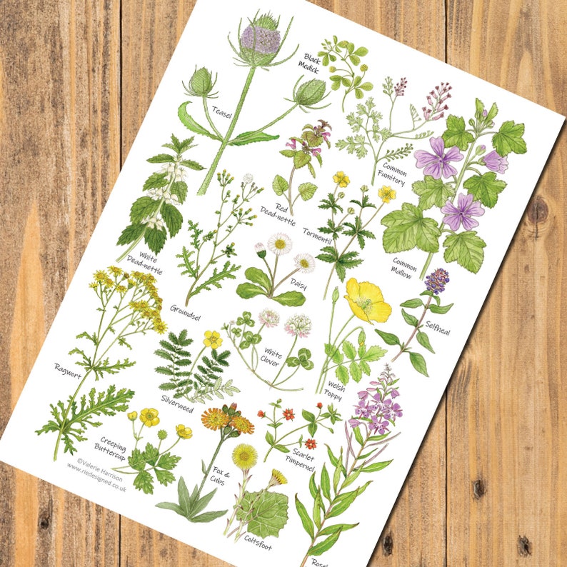 Grass & Wasteland Wild Flowers A5 Art Print Nature Card Etsy UK