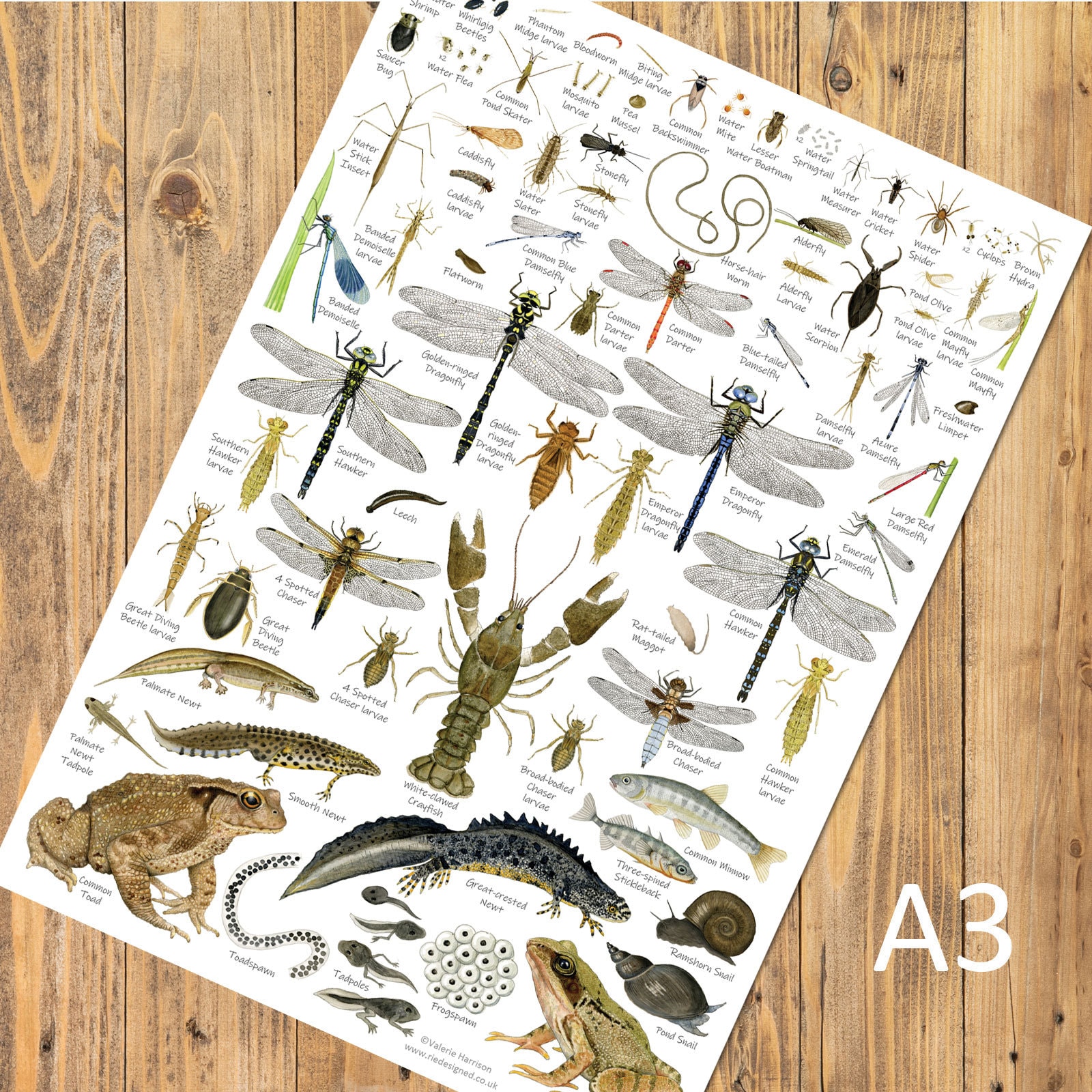 Set of 8 A3 Nature Identification Posters, Wildlife Charts, Art Prints ...