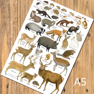 British Land Mammals A5 Art Print, Card, Postcard, Animal  Identification Chart, Wildlife, Nature