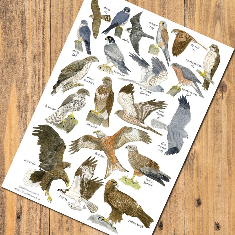 birds of prey list of birds birds of prey list of birds