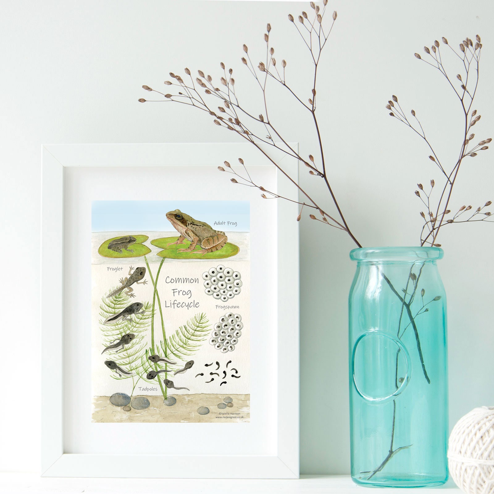 Common Frog Lifecycle A5 Chart Educational Card Amphibian Etsy UK