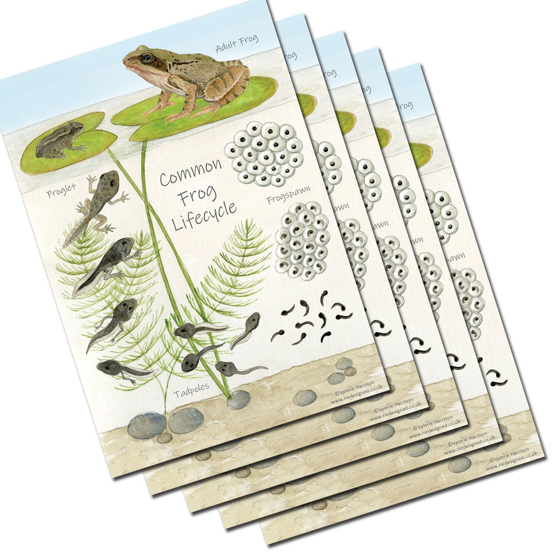 Common Frog Lifecycle A5 Chart, Educational Card, Amphibian Postcard ...