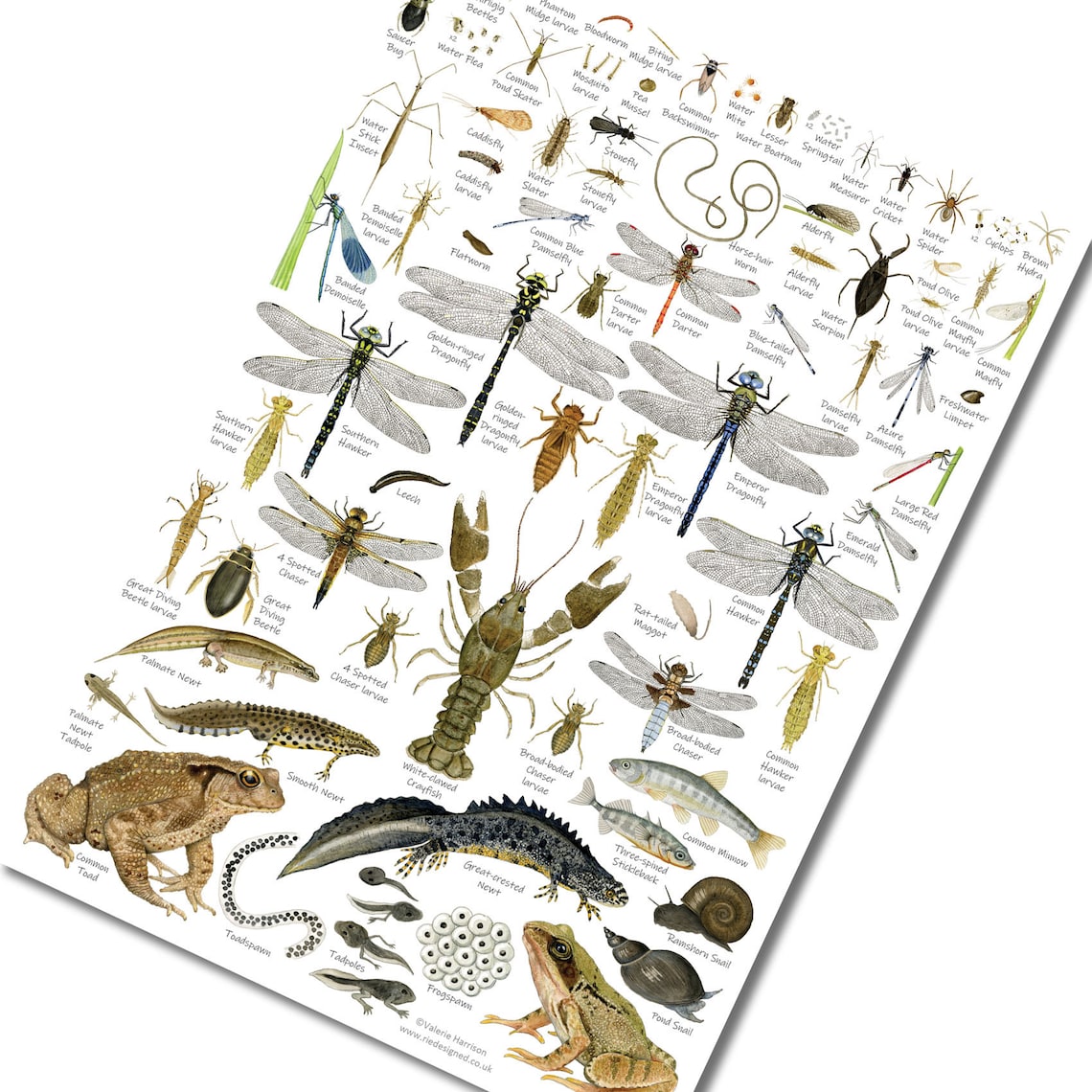 british-pond-stream-a3-identification-poster-insect-chart-bugs-art
