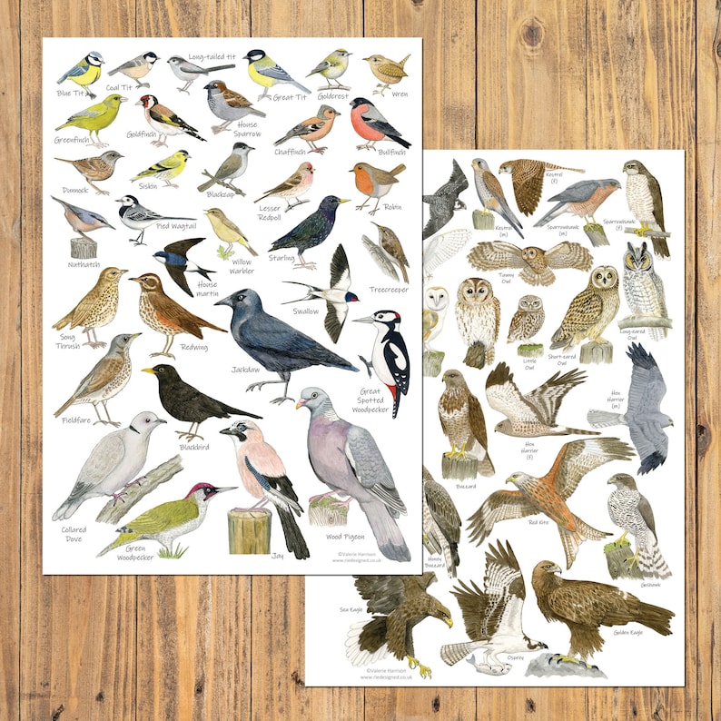 British Garden Birds A4 Identification Chart, Wildlife Card, Bird ...