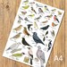 British Garden Birds A4 Identification Chart, Wildlife Card, Bird Poster, Art Print for framing