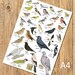 British Garden Birds A4 Identification Chart, Wildlife Card, Bird Poster, Art Print for framing 