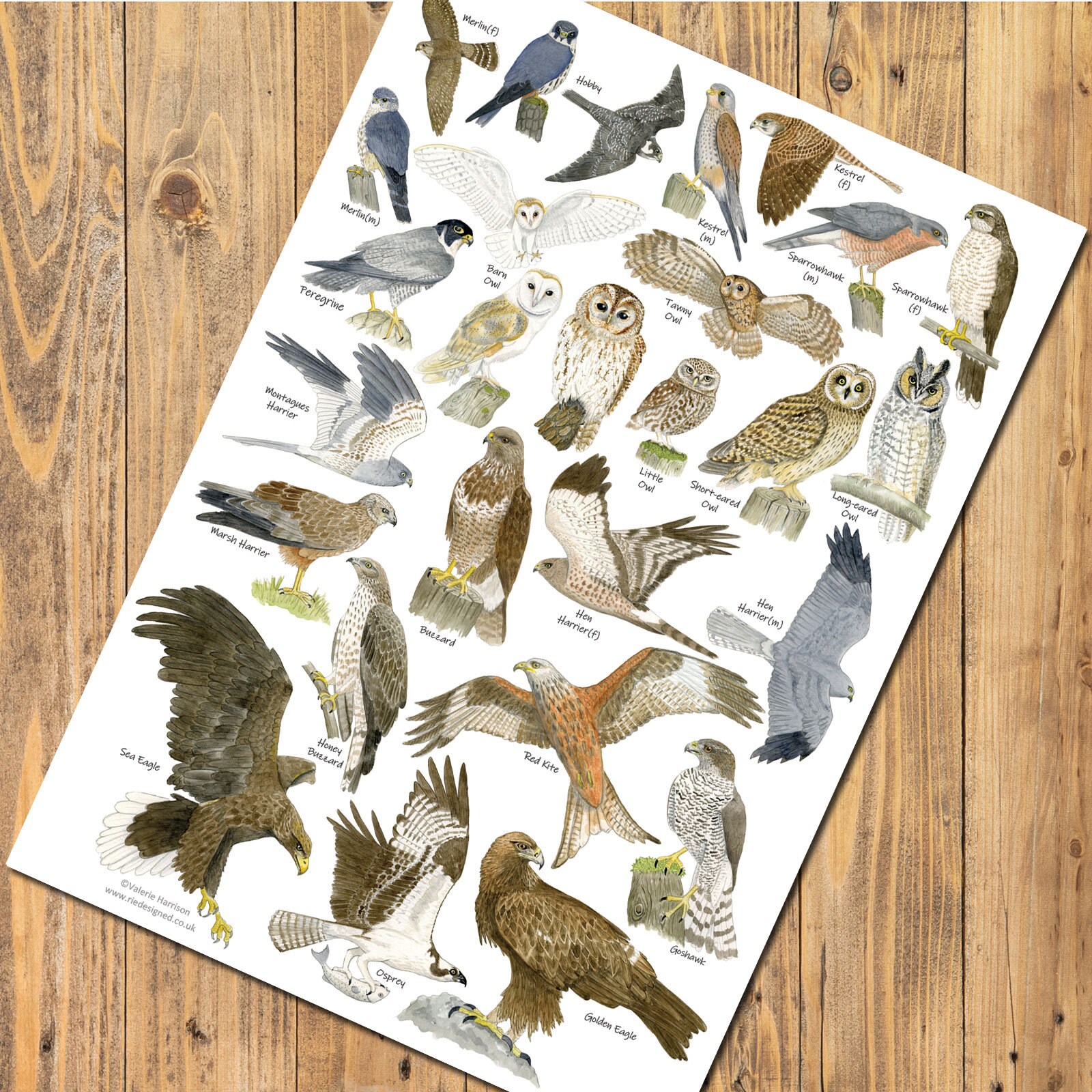 British Birds of Prey & Owls Identification A3 Poster, Art Print, Chart