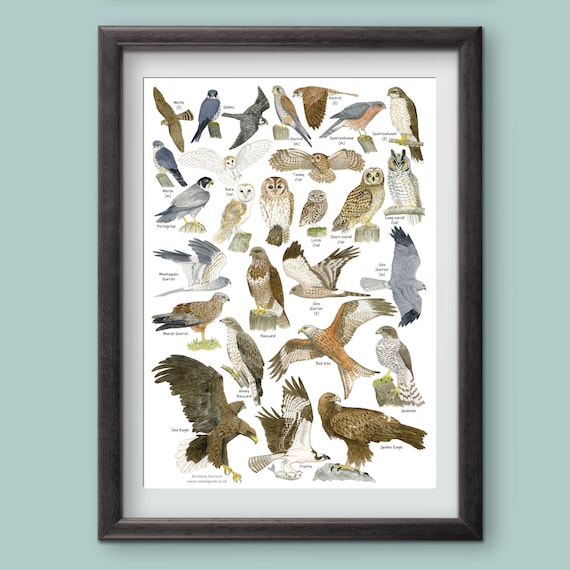 British Birds of Prey & Owls Identification A3 Poster, Art Print, Chart