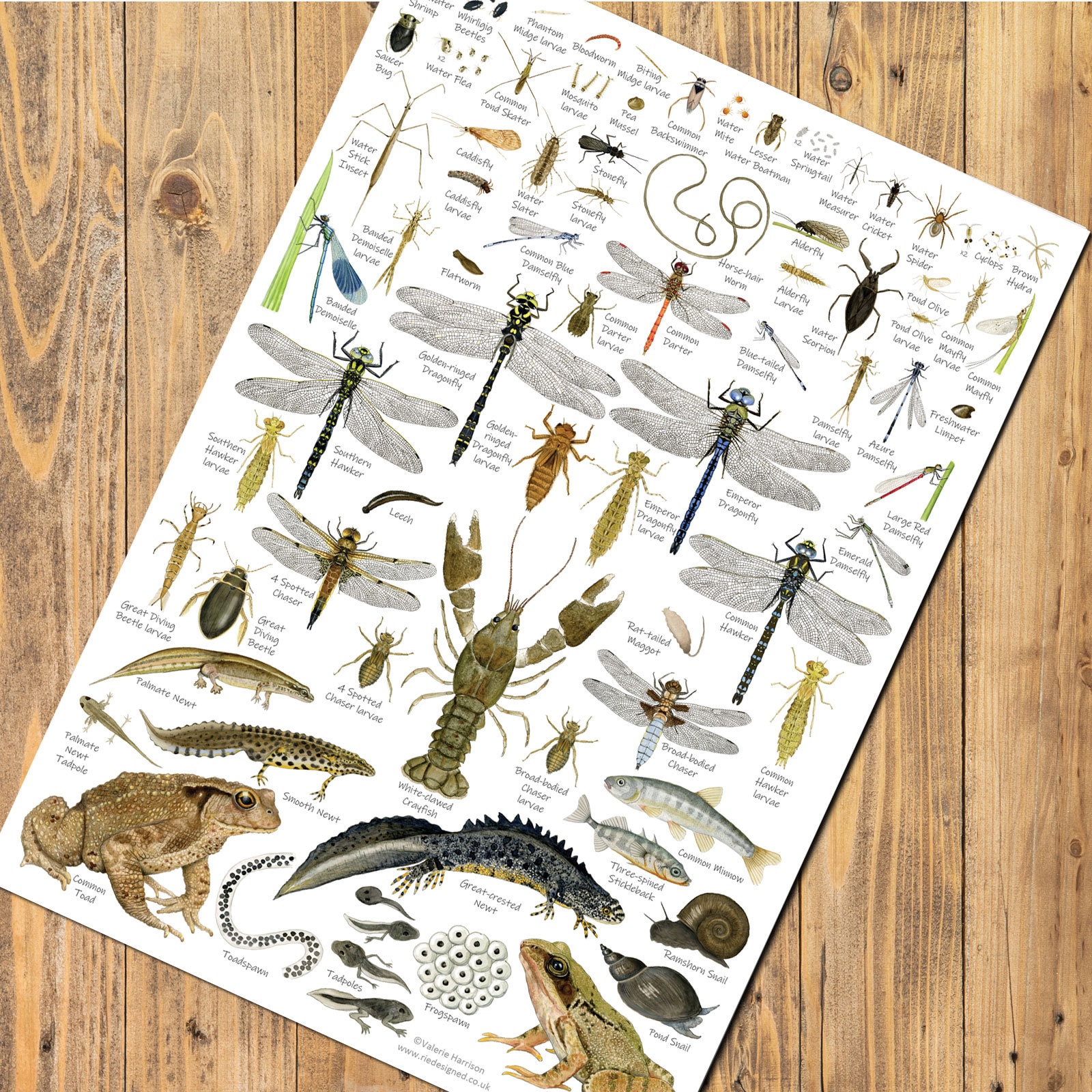Stream Insects Chart British Pond & Stream A3 Identification Poster, Insect Chart, Bugs Art ...
