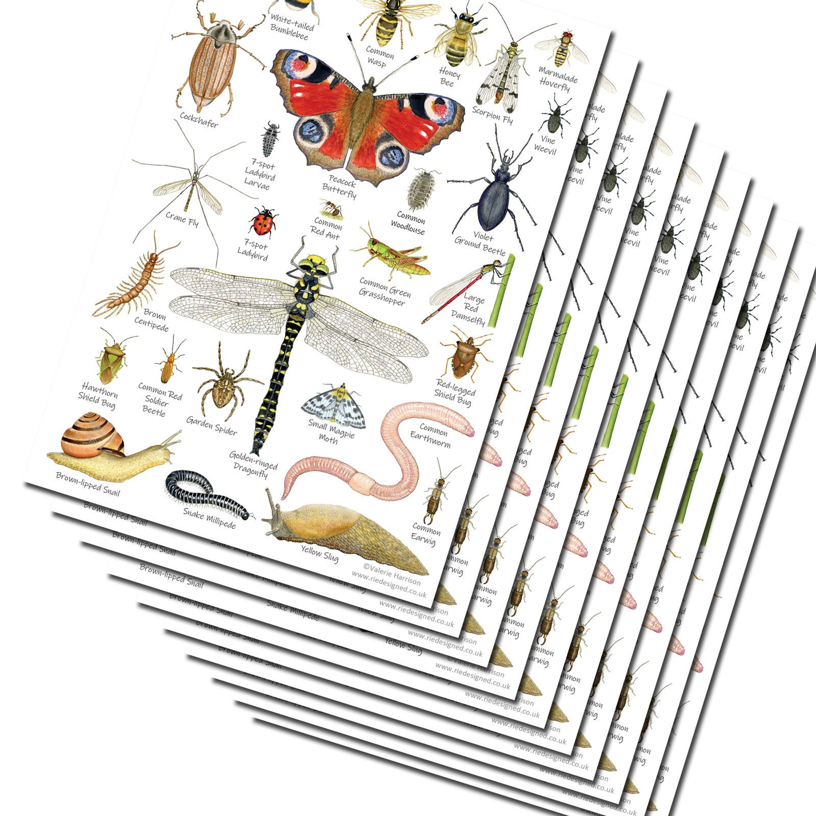 British Garden Minibeasts A5 Art Print Insects Card Bugs Etsy